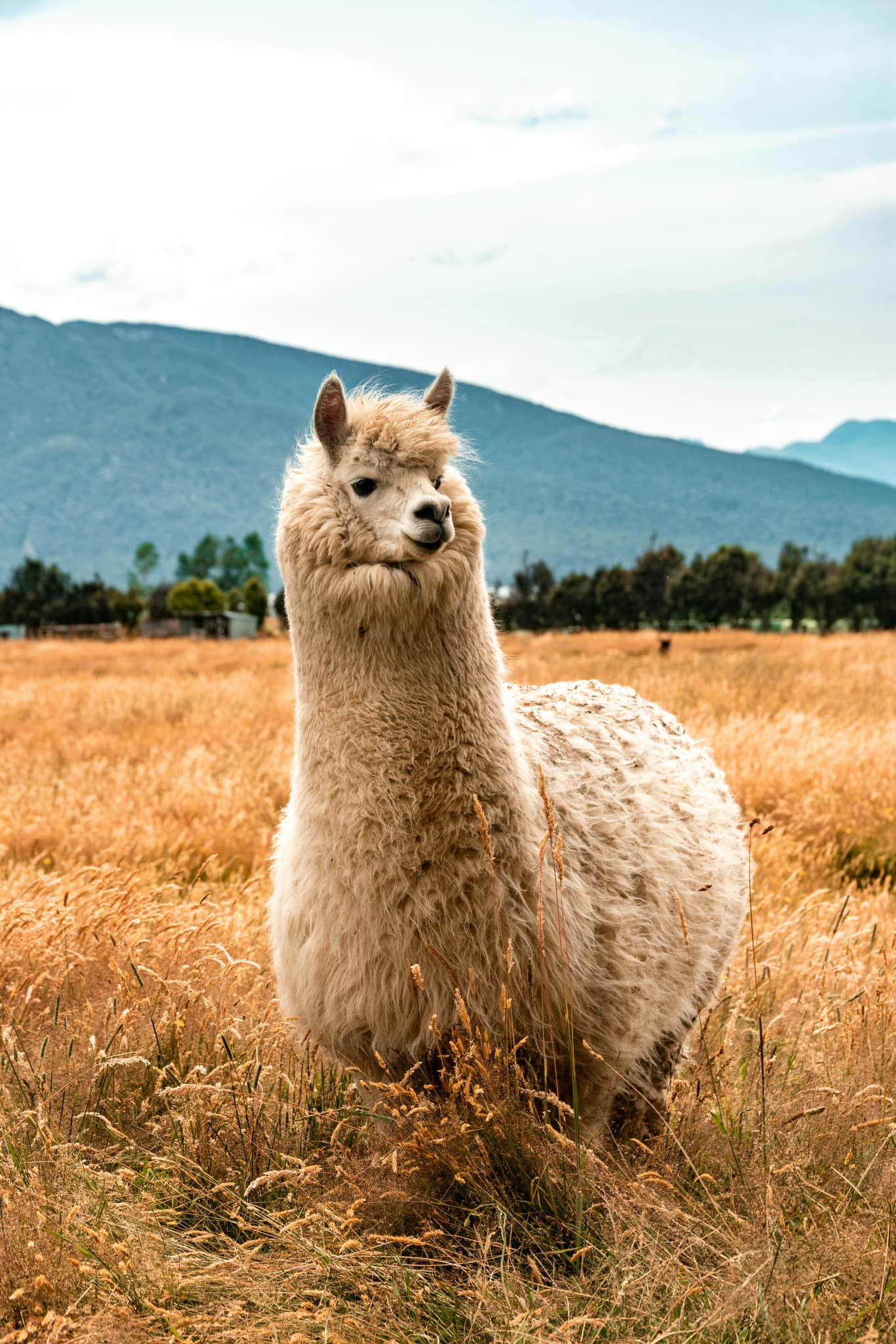 Peru !!! 🦙🦙🦙 🌈🌈🌈Img1