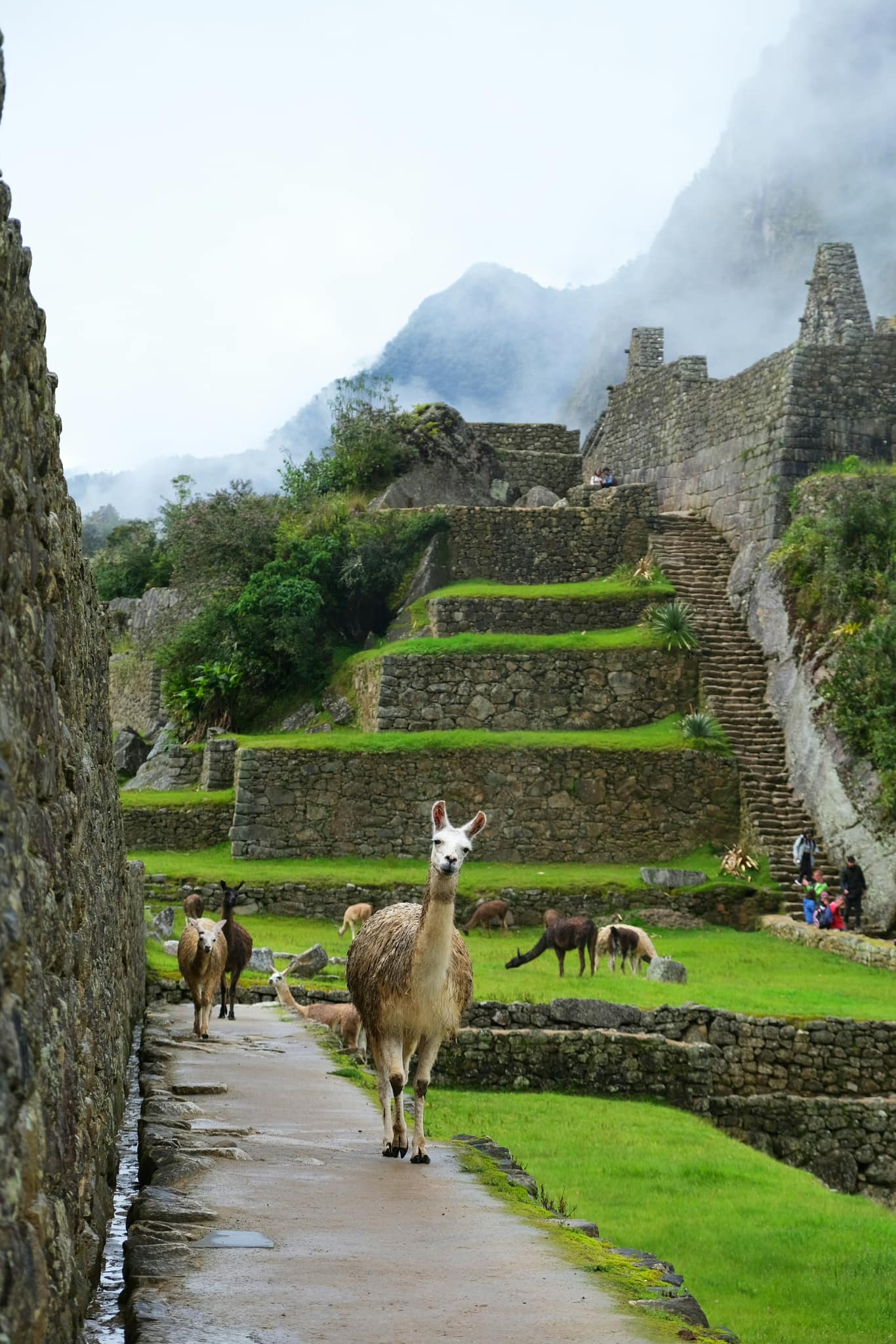 Peru !!! 🦙🦙🦙 🌈🌈🌈 Img8