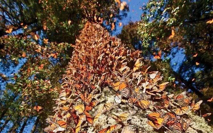 Mariposa Monarca Y  Los Azufres🌲🏞️Img2