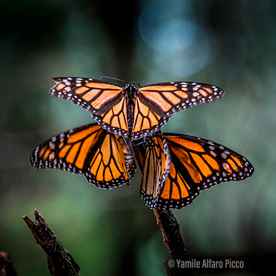 Tlalpujahua Y Mariposa Monarca  29 De Diciembre 2026